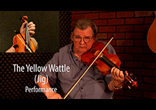 The Yellow Wattle (Jig)